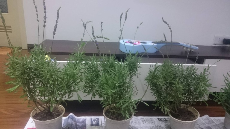 hoa lavender ở hà nội