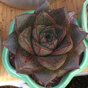 hoa sen đá bông hồng đen