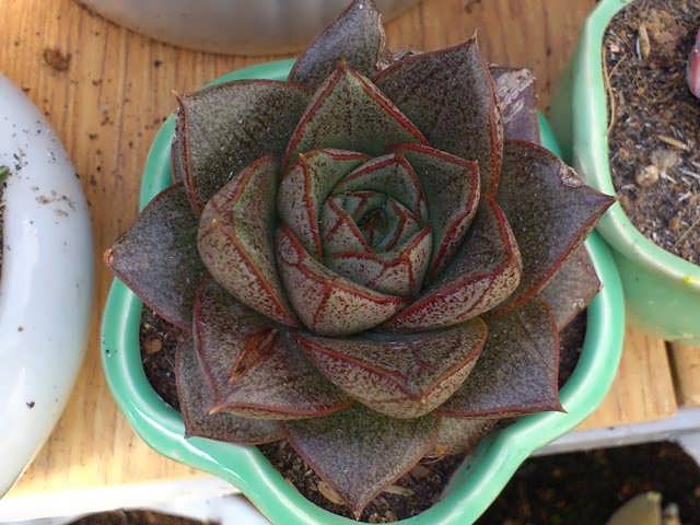 hoa sen đá bông hồng đen