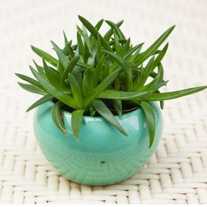 Sen đá cỏ ngọc