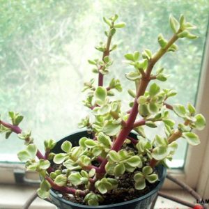 Sen đá đô la trắng