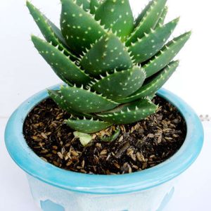 Sen đá hàm cá mập