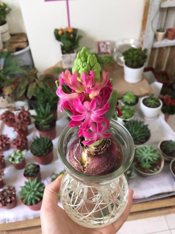 Hoa tiên ông / Củ tiên ông