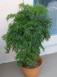 cây đinh lăng có mấy loại2