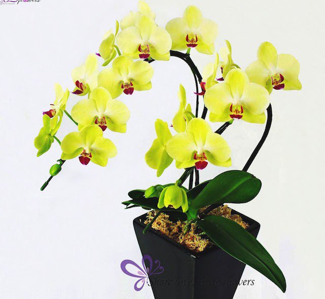 hoa lan hồ điệp vàng2