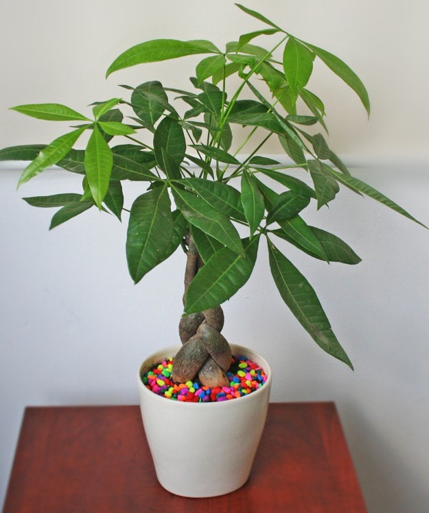 cách trồng và chăm sóc cây kim ngân2