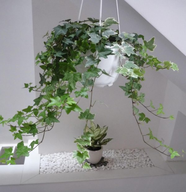 cây thường xuân