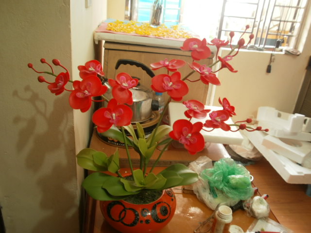 hoa lan hồ điệp đỏ3