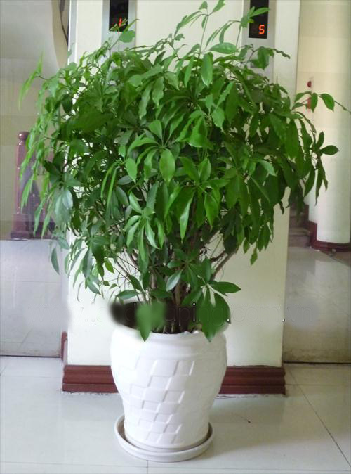 cây ngũ gia bì giá bao nhiêu