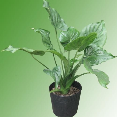 Cách trồng và chăm sóc cây thanh tâm3