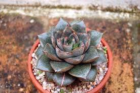 Sen đá bông hồng đen