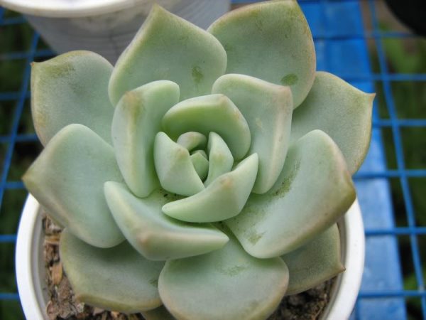 Sen đá bông hồng trắng