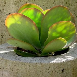 Sen đá cánh bướm