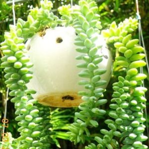 Sen đá chuỗi ngọc bi