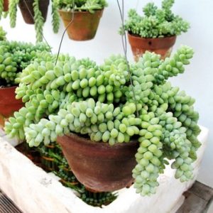 Sen đá chuỗi ngọc bi