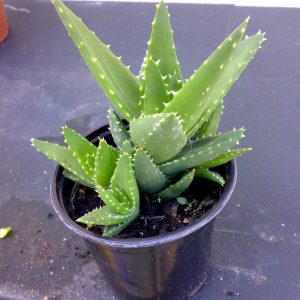 sen đá hàm cá mập