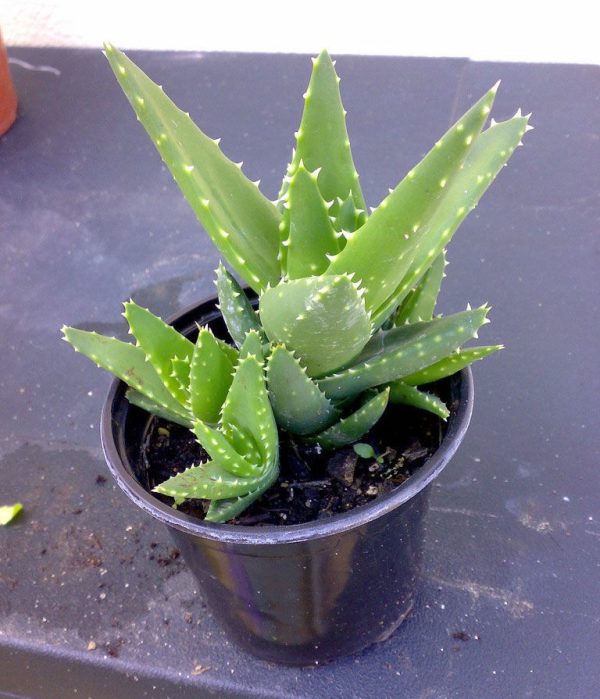 sen đá hàm cá mập