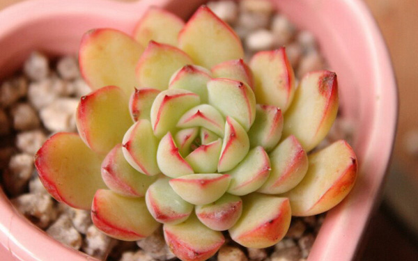 hoa sen đá giá bao nhiêu