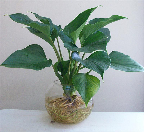 Cách trồng và chăm sóc cây thanh tâm2