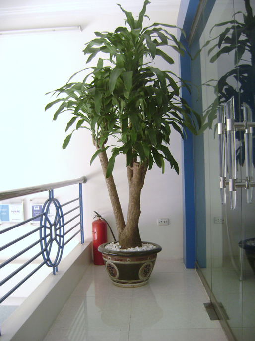 cây thiết mộc lan3