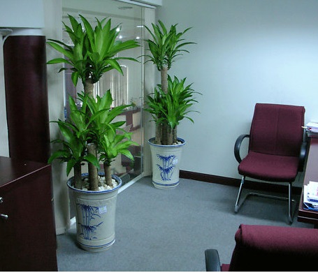 thiết_mộc_lan_bộ