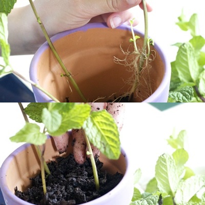 cây bạc hà bán ở đâu hà nội2