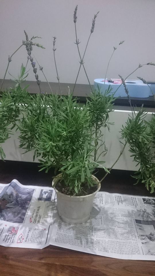 trong-hoa-lavender-o-ha-noi