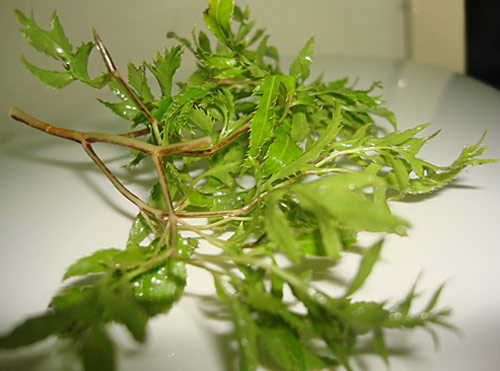 cây đinh lăng chữa bệnh gì