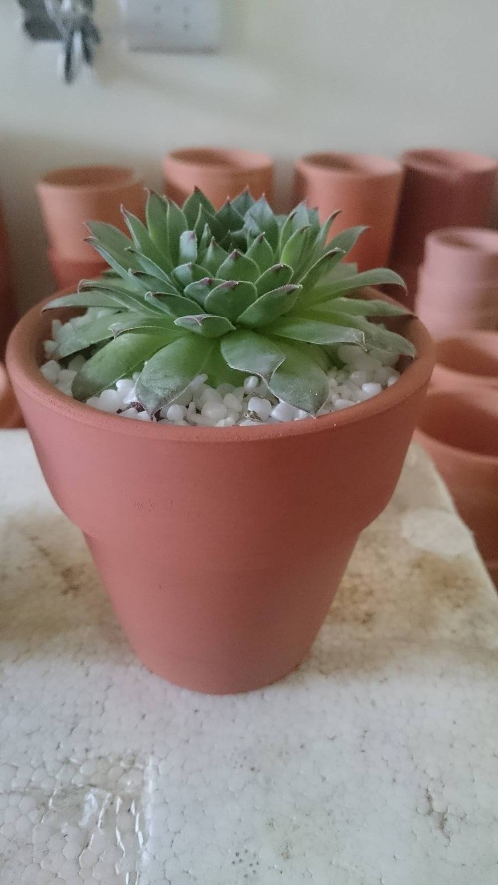 ý nghĩa sen đá phạt bà