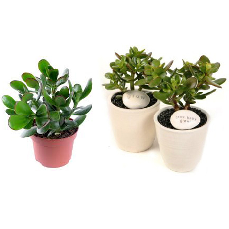  cách trồng và chăm sóc cây ngọc bích 2