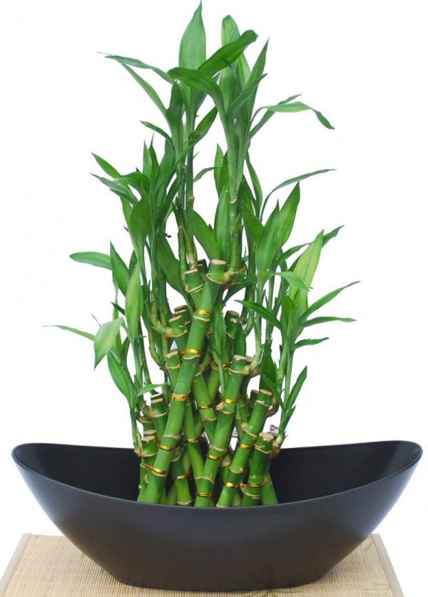 cây phất dụ trúc