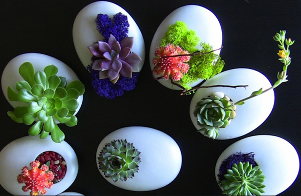 cây xương rồng cảnh2