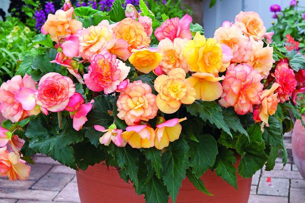 Cây thu hải đường trường sinh1