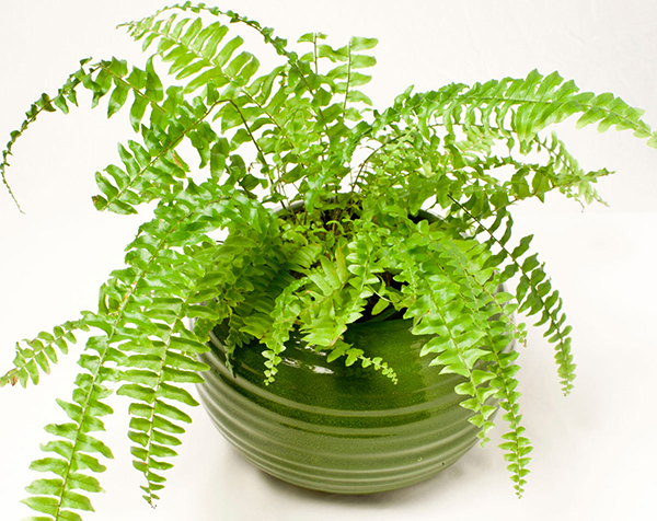 cây dương xỉ trồng trong nhà