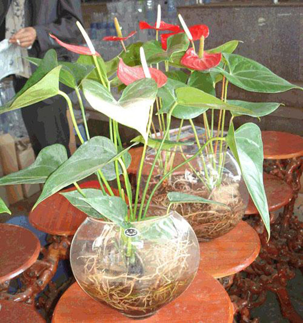 ý nghĩa cây hồng môn trong phong thủy2