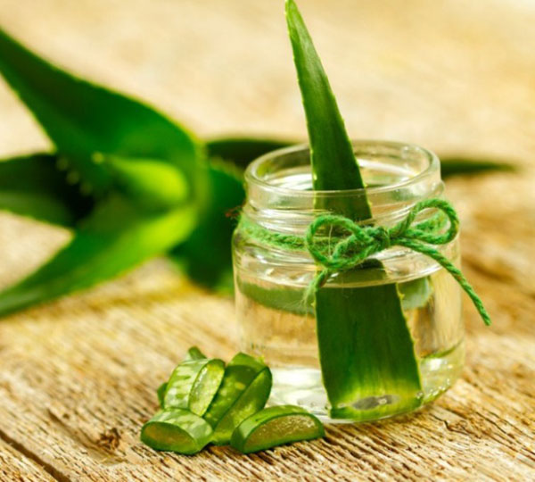 công dụng của nha đam3