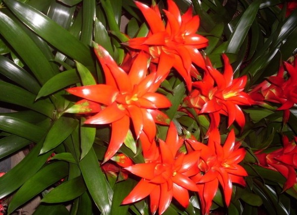 cây dứa vảy nến đỏ3