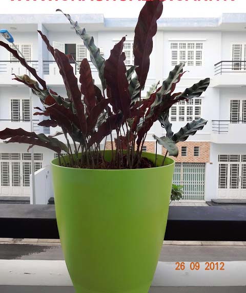 cây đuôi công tím