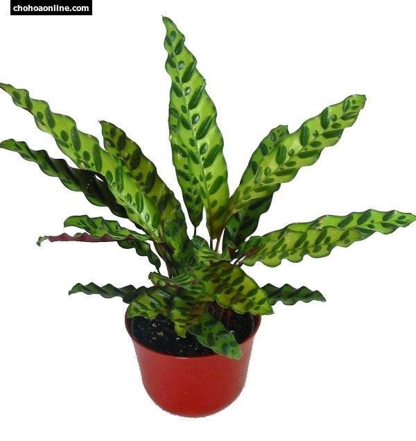 cây đuôi công xanh