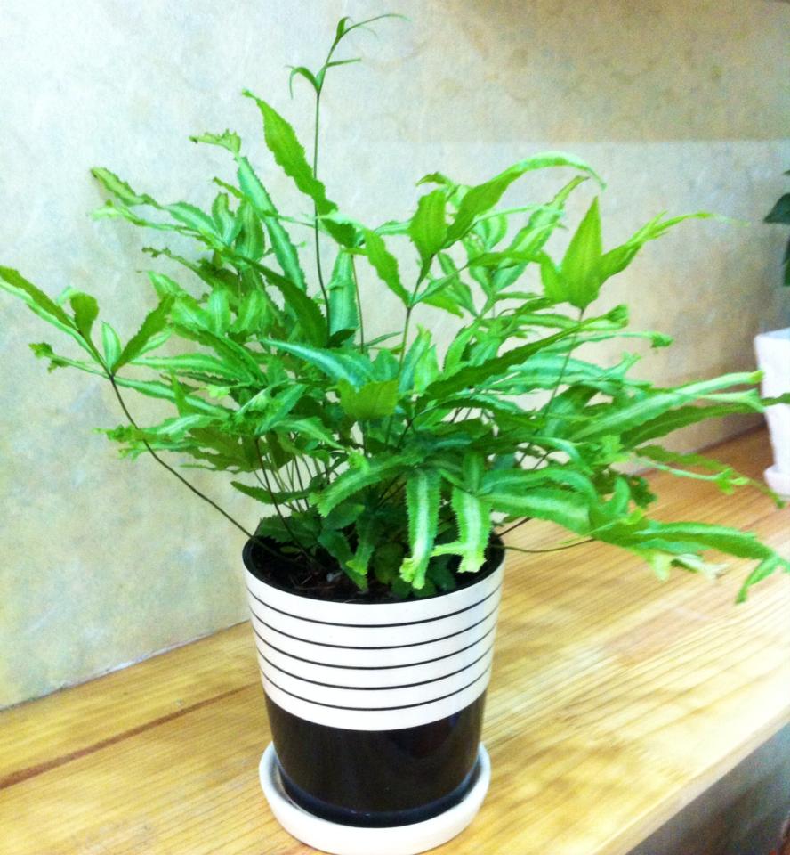 ý nghĩa cây dương xỉ trong phong thủy3