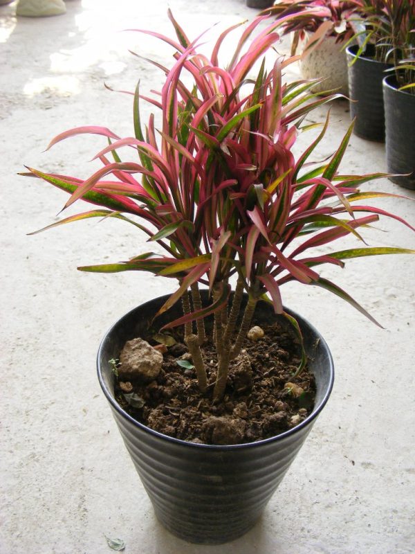 cây hồng phát tài - cây ánh dương