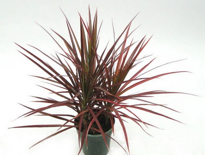 Cây phất dụ mảnh2