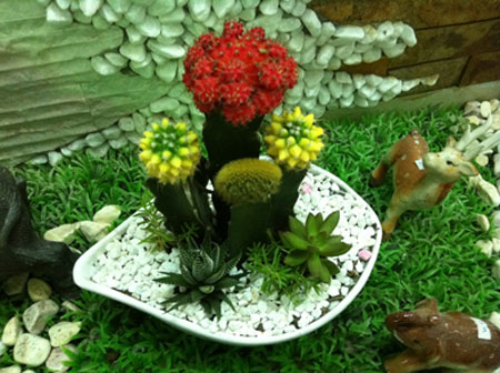 cây xương rồng cảnh1