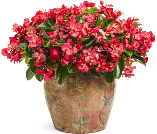 hoa thu hải đường