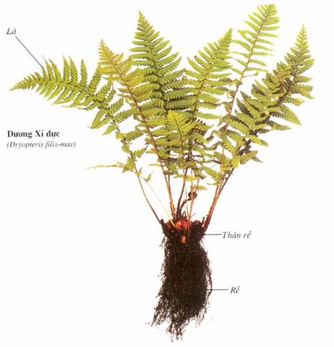 cây dương xỉ 2