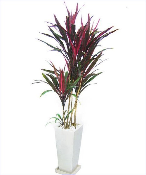 cây phất dụ mảnh