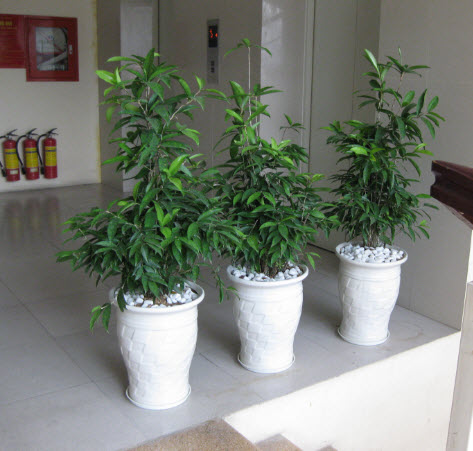 cây trúc nhật và phong thủy