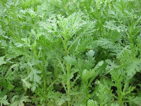 Cách ươm trồng hạt giống cải nếp cúc3