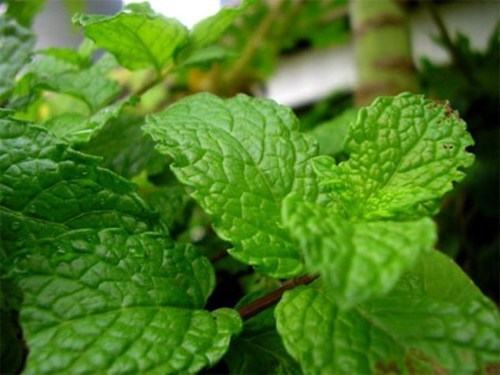 hạt giống cây húng lùi bạc hà ta