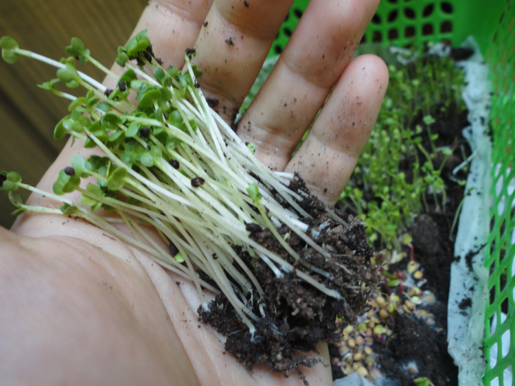 hạt giống mầm củ cải trắng1